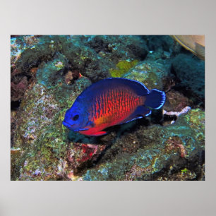 Poster Poisson