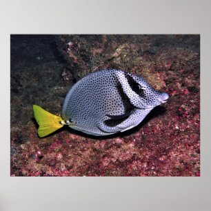 Poster Poisson