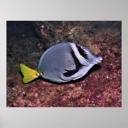 Poster Poisson (Devant)