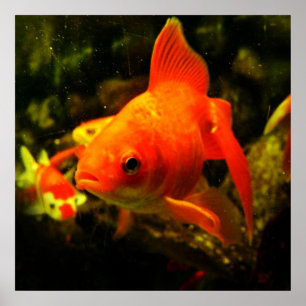 Poster poisson