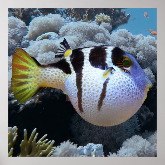 Poster Poisson (Devant)