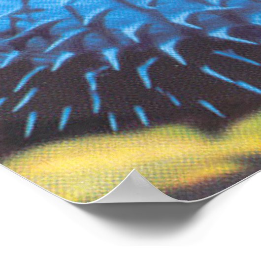 Poster Poisson (Coin)