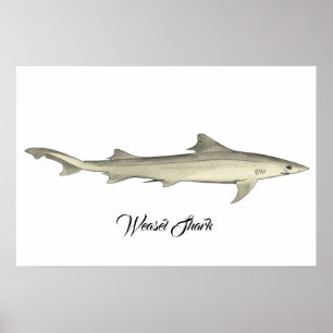 Poster Poisson