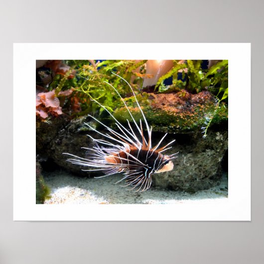 Poster Poisson (Devant)