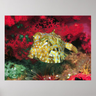 Poster Poisson