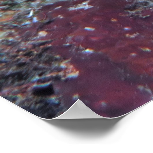 Poster Poisson à bec en repose (Coin)