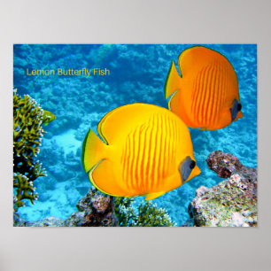 Poster Poisson à papillon de citron