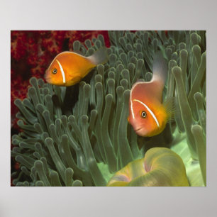 Poster Poisson-anémone rose dans une magnifique anémone d