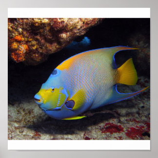Poster Poisson-ange