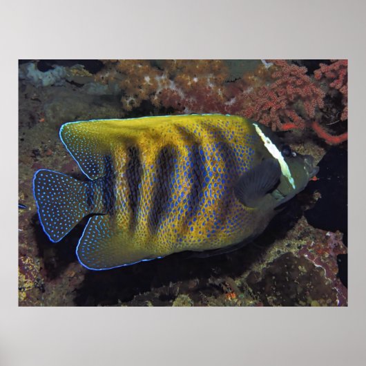 Poster Poisson-ange à six bandes (Devant)