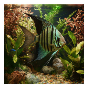 Poster Poisson-ange altum rayé