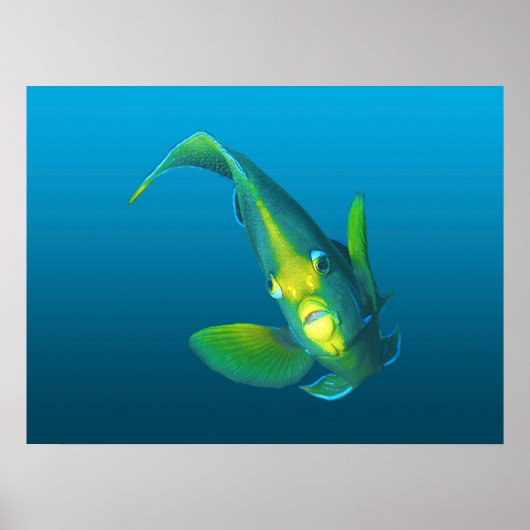Poster Poisson-ange - Élégance sur dégradé bleu arrière - (Devant)