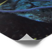 Poster Poisson-ange français (Coin)