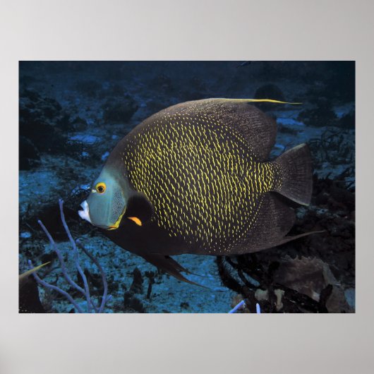 Poster Poisson-ange français (Devant)