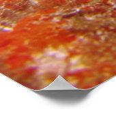 Poster Poisson-ange français dans le corail (Coin)