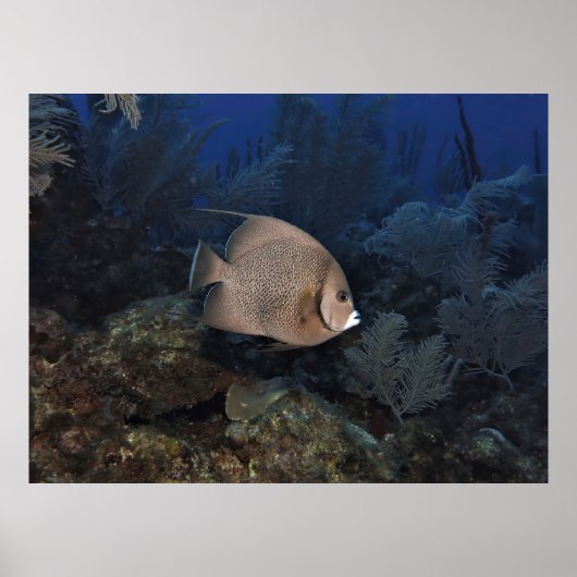 Poster Poisson-ange gris le jour couvert (Devant)