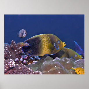 Poster Poisson-ange semi-circulaire