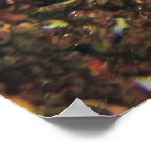 Poster Poisson-ange sur le récif (Coin)