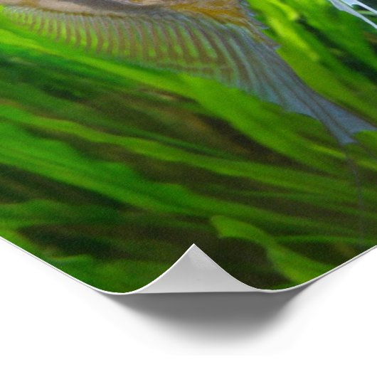 Poster Poisson Angel (Coin)