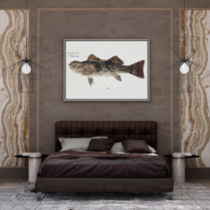 Poster Poisson antique aplodactylus arctidens