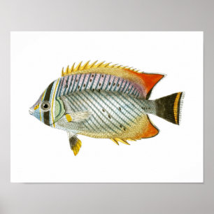 Poster Poisson antique Imprimer no 9 Décor de la maison d