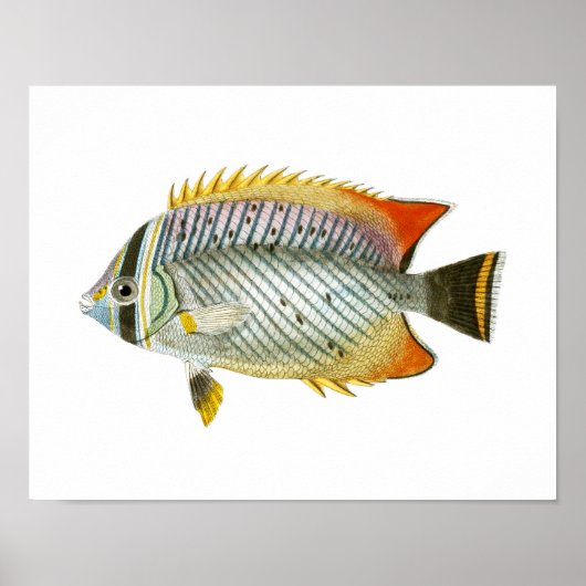 Poster Poisson antique Imprimer no 9 Décor de la maison d (Devant)