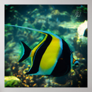 Poster Poisson-bannière à long terme signé