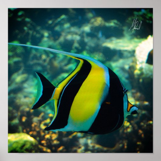 Poster Poisson-bannière à long terme signé (Devant)