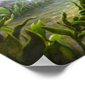 Poster Poisson basse (Coin)