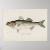 Poster Poisson basse rayé Art vintage (Devant)
