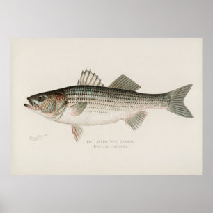 Poster Poisson basse rayé Art vintage