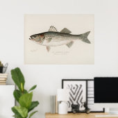 Poster Poisson basse rayé Art vintage (Bureau à domicile)