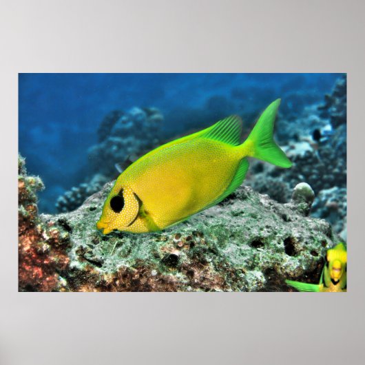 Poster Poisson-bécasse jaune (Devant)