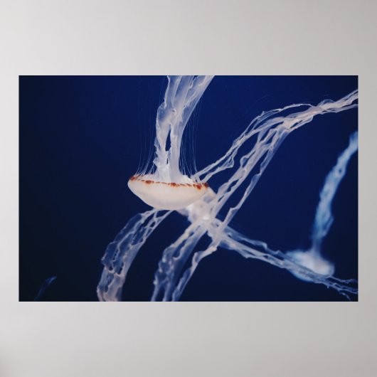 POSTER POISSON BLANC (Devant)