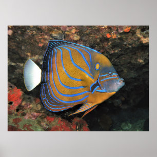 Poster Poisson blanc