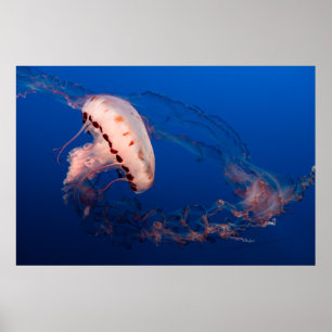 POSTER POISSON BLANC ET ORANGE