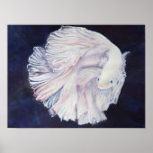 Poster Poisson blanc exceptionnel (Devant)