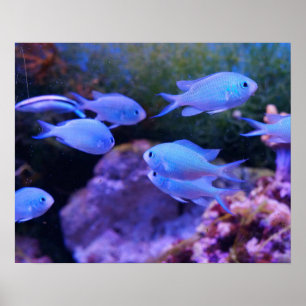 Poster Poisson bleu tropical