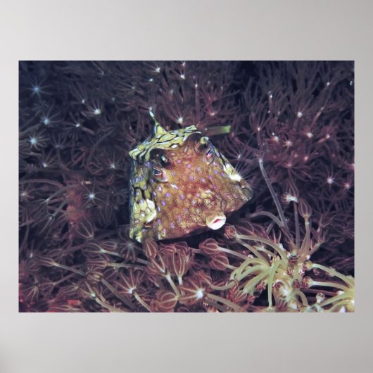 Poster Poisson-boîte dans le corail (Devant)