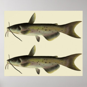 Poster Poisson-chat vintage, animal de la vie marine des