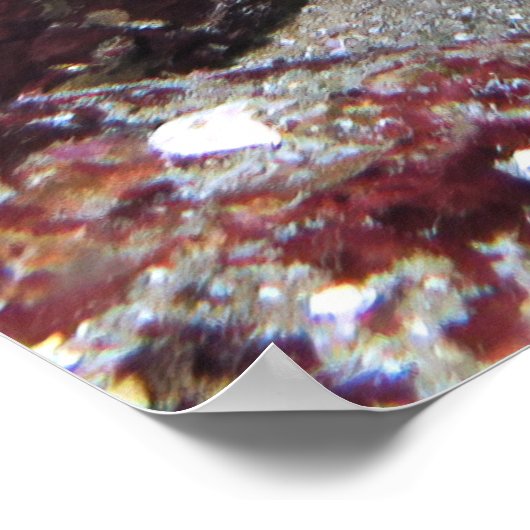 Poster Poisson chèvre (Coin)