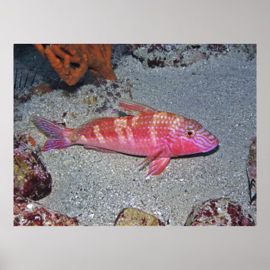 Poster Poisson chèvre (Devant)