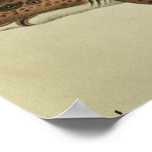 Poster Poisson-chien moins tacheté (Coin)