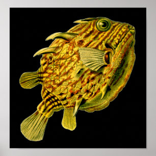 Poster Poisson-chien rayé Ernst Haeckel Art raffiné