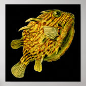 Poster Poisson-chien rayé Ernst Haeckel Art raffiné (Devant)