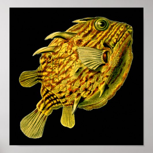 Poster Poisson-chien rayé Ernst Haeckel Art raffiné (Devant)