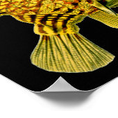 Poster Poisson-chien rayé Ernst Haeckel Art raffiné (Coin)