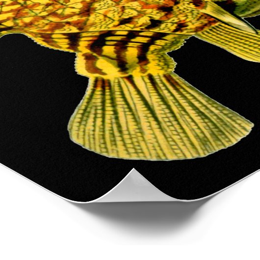 Poster Poisson-chien rayé Ernst Haeckel Art raffiné (Coin)