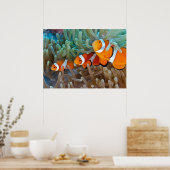Poster Poisson clown (Cuisine)