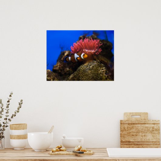 Poster poisson clown (Cuisine)